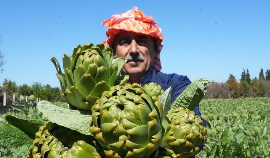 Karaciğeri yenileyen Urla mucizesi hasat ediliyor!