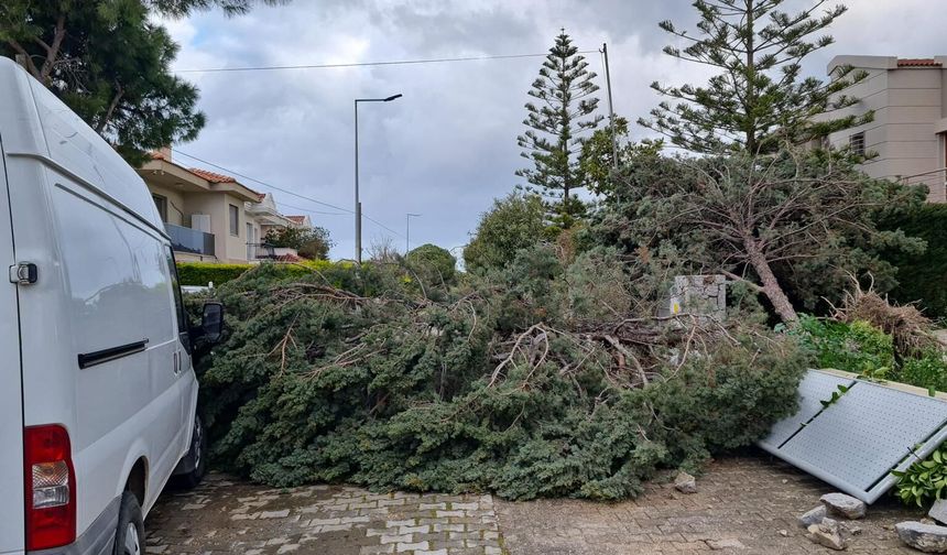 Çeşme'de fırtına etkili oldu: Alaçatı'da ağaçlar devrildi