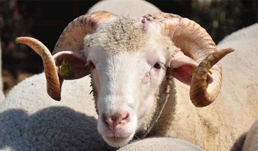 Diyanet 2026 kurban vekalet bedellerini açıkladı! İşte rakamlar