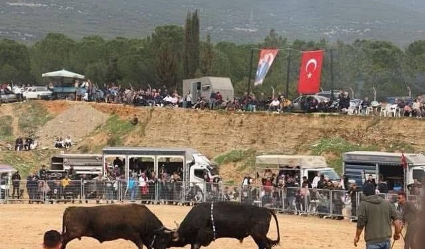 Kemalpaşa’da 3. Boğa Güreşi Festivali başlıyor