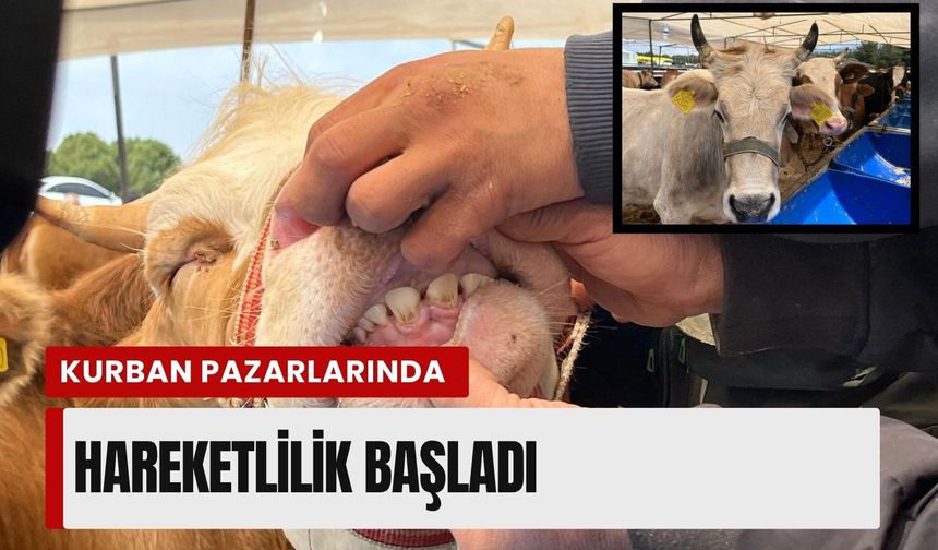 Geri sayım başladı! İzmir’de kurban pazarlarında hareketlilik başladı