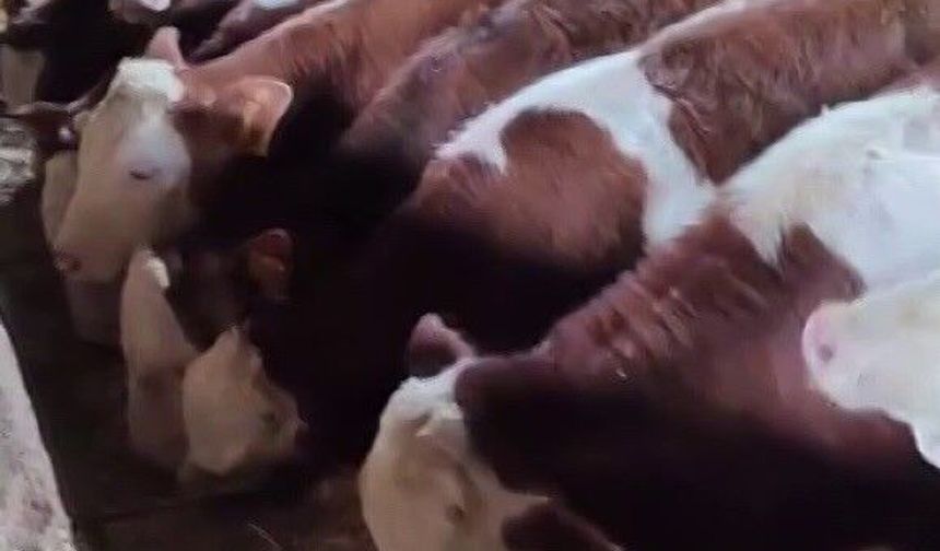 İneklerden şoke eden uyarı! Sismograflar bile yanıldı, onlar yanılmadı