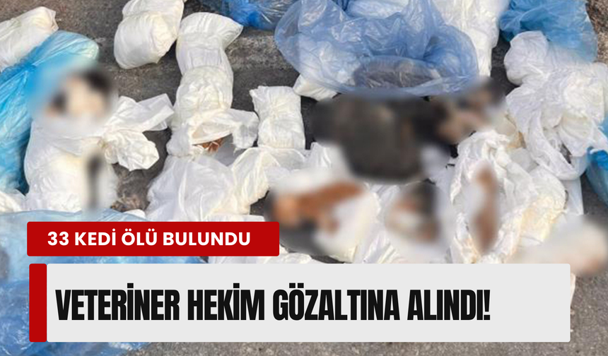 Çöpte 33 ölü kedi bulunmuştu: İzmir'deki kan donduran olayda yeni gelişme!