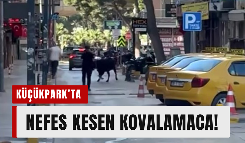 Bornova’da kaçan dana korku dolu anlar yaşattı