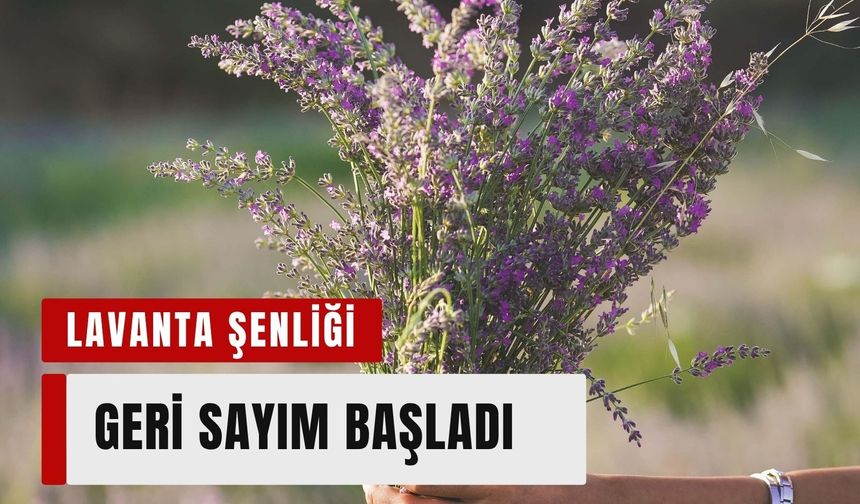 Lavanta Hasat Şenliği için geri sayım başladı