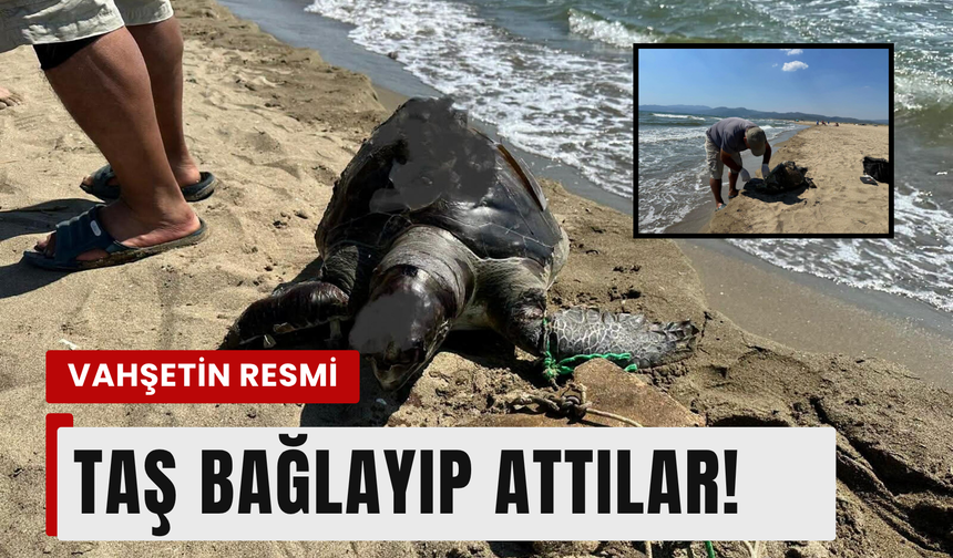 İzmir'de yüzgecine taş bağlanan kaplumbağa kıyıya vurdu!