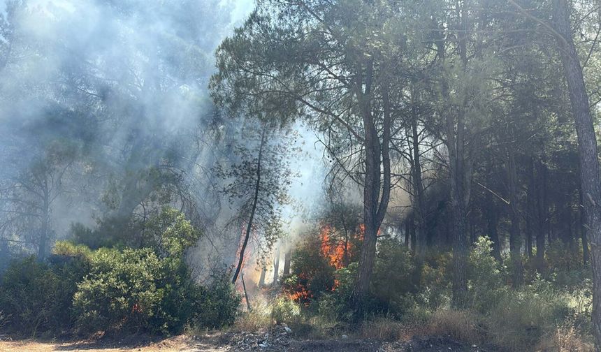 İzmir'deki iki orman yangınının çıkış nedeni belli oldu: 2 şüpheliye işlem!