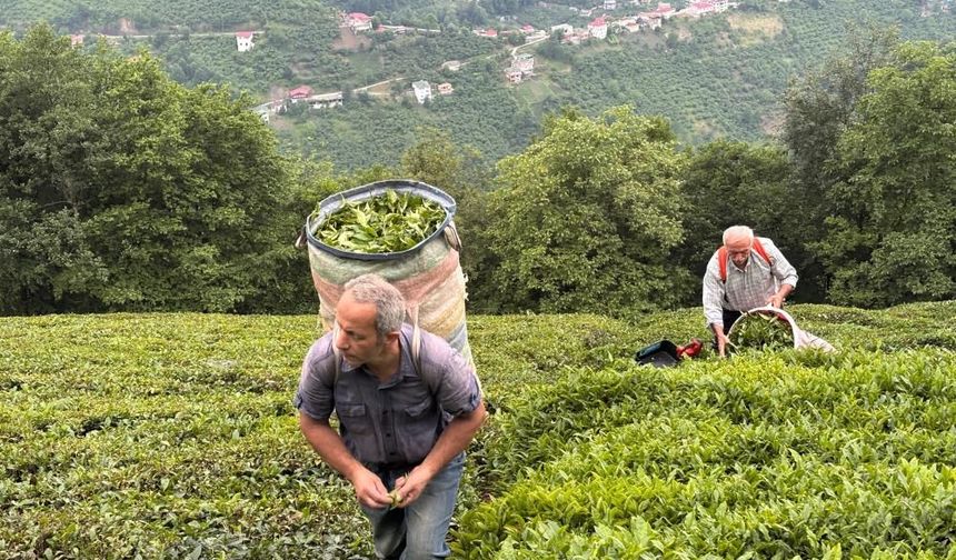 Karadeniz'de Milyonlarca Bardak Çayın İlk Yolculuğu Başladı!