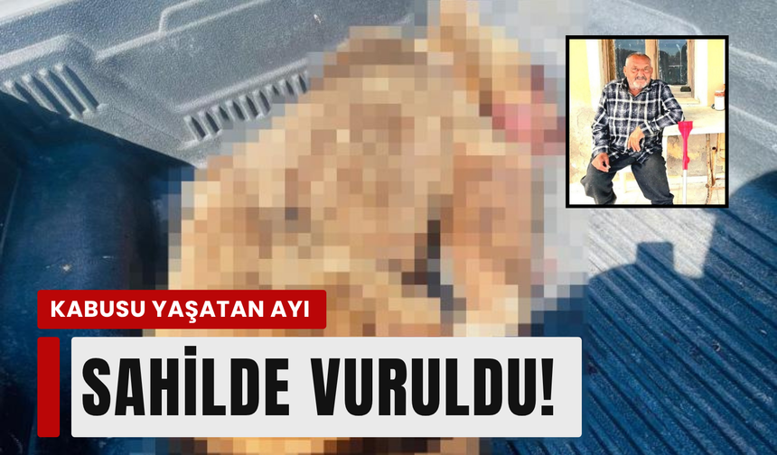 Seferihisar'da can alan ayı sahilde vuruldu!