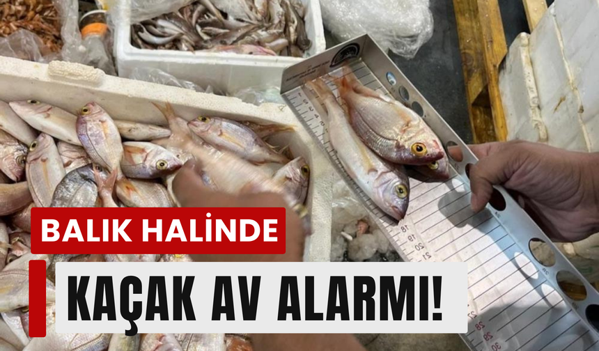 Buca Balık Hali'nde 241 kilogram kaçak su ürünü ele geçirildi!
