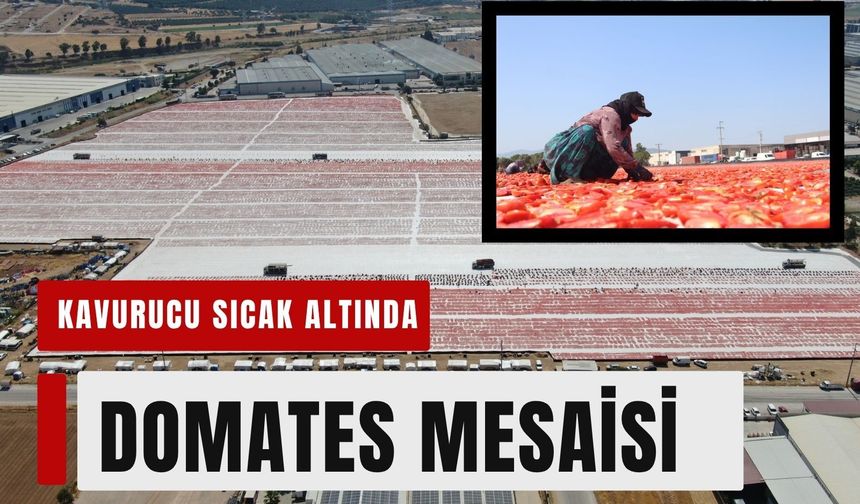 Torbalı Ovası kırmızıya büründü!
