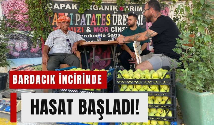 Torbalı'nın meşhur Bardacık incirinde hasat başladı!