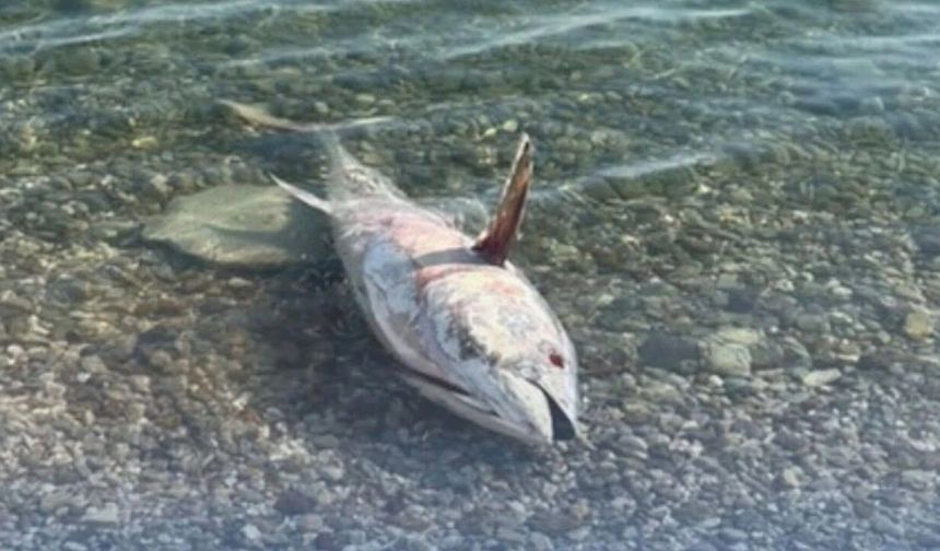 Çeşme ve Karaburun’da Orkinos ölümlerine ÇEŞÇEP’den çağrı!