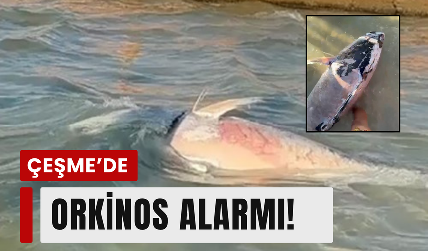 İzmir kıyılarında tehlike: Orkinoslar ölüyor!