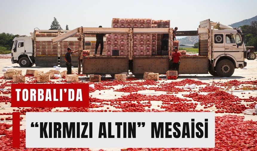 Torbalı'nın kırmızı altınında hasat mesaisi