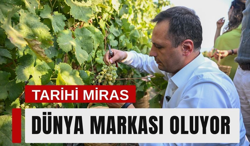 Bornova Misket Üzümü’nde tescilli marka büyüyor