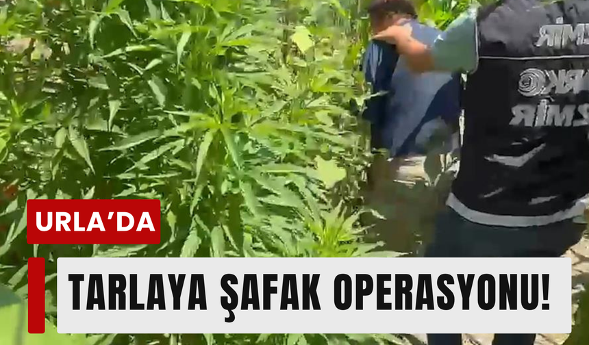 İhbar sonrası operasyon: 125 kök kenevir ele geçirildi