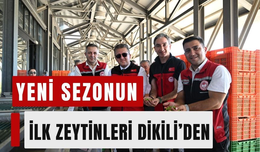 Zeytinde sezonun ilk hasadı İzmir’de başladı