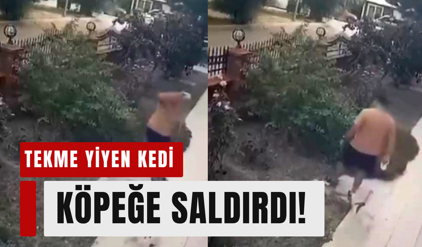 Bayraklı’da anne kediye tekmeli saldırı kamerada!