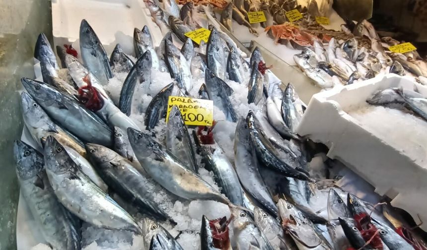 İzmir’de balık sezonu bereketli başladı: Fiyatlar düştü!