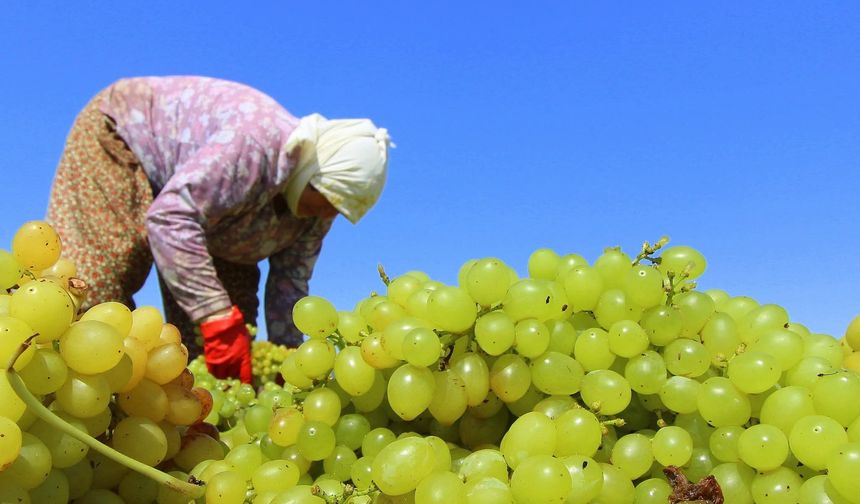 TARİŞ’ten kuru üzüm üreticisine 80 TL avans