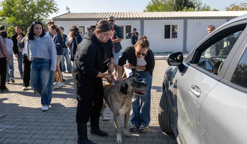 Bornova’da 83 can dostu yeni yuvalarına kavuştu