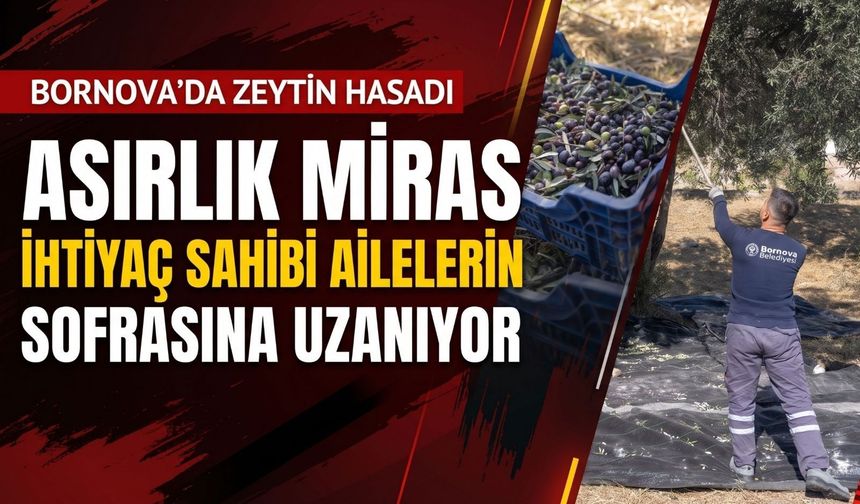 Bornova’da zeytin hasadı ihtiyaç sahiplerine ulaşacak