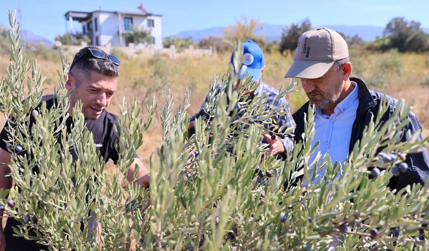 Buca’da zeytin üreticilerine budama eğitimi verildi