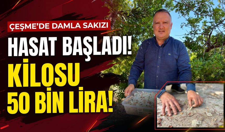 Çeşme damla sakızında hasat başladı: Kilosu 50 bin lira!