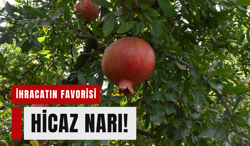 Dalından sofralara: Hicaz narında hasat dönemi!