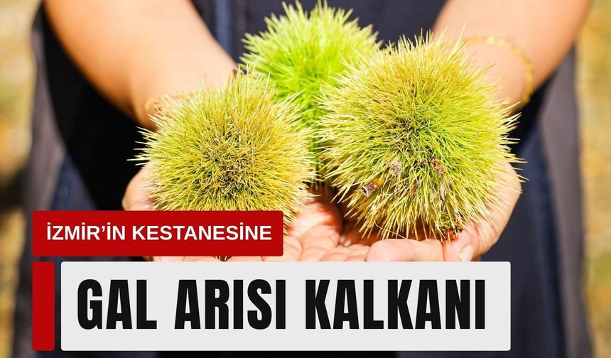 İzmir’in kestanesine gal arısı kalkanı