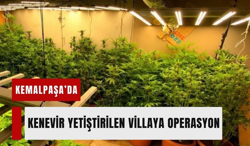 Kemalpaşa’da kenevir yetiştirilen villaya operasyon