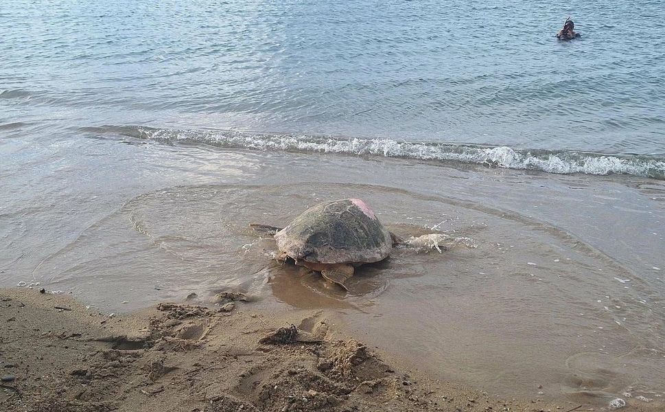 İzmir’den Gazze’ye 4 bin kilometre: Güzel İzmir’in yolculuğu neden son buldu?