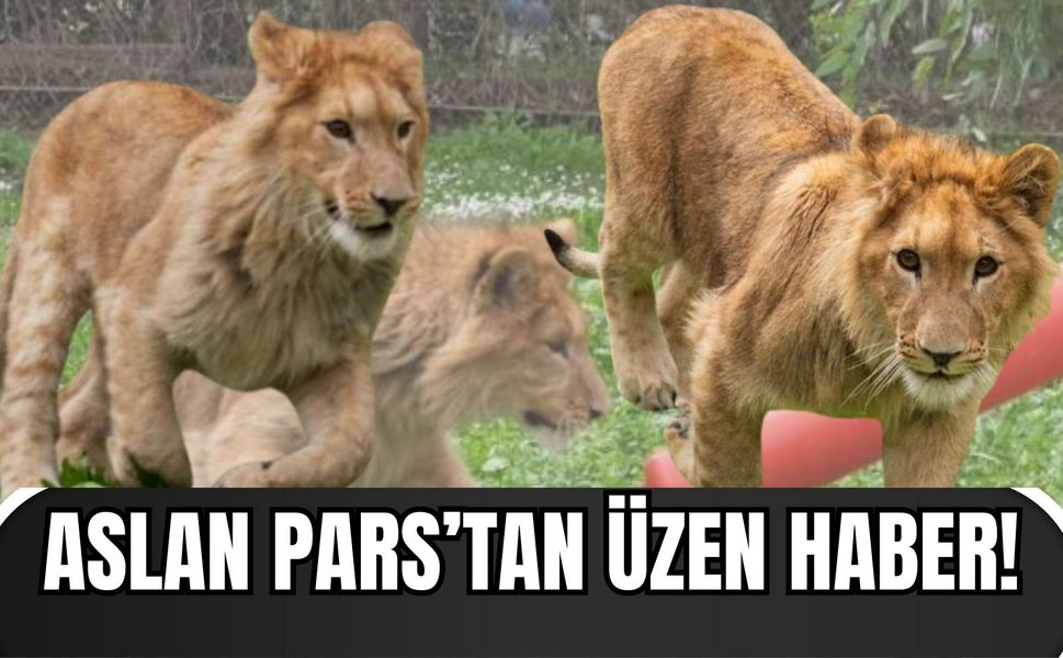 Yavru aslan Pars’tan üzen haber! Sosyal medyada gündem oldu