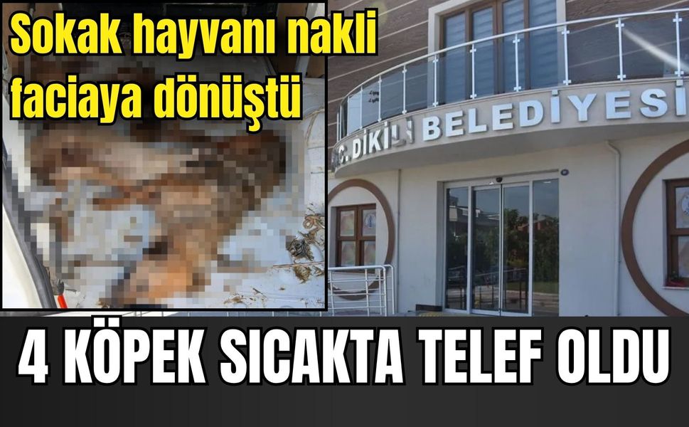 Sokak hayvanı nakli faciaya dönüştü: Köpekler sıcakta telef oldu