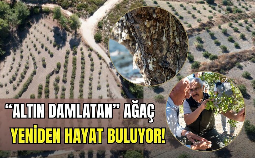 Ege’nin 'altın damlatan' ağacı yeniden hayat buluyor!