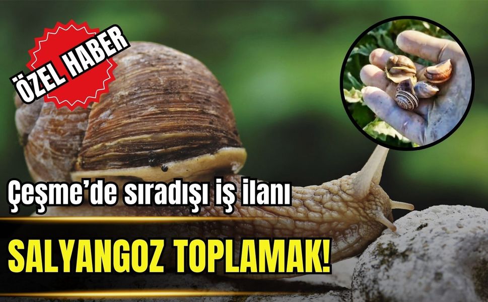 Çeşme’de sıra dışı iş ilanı: Salyangoz toplama!