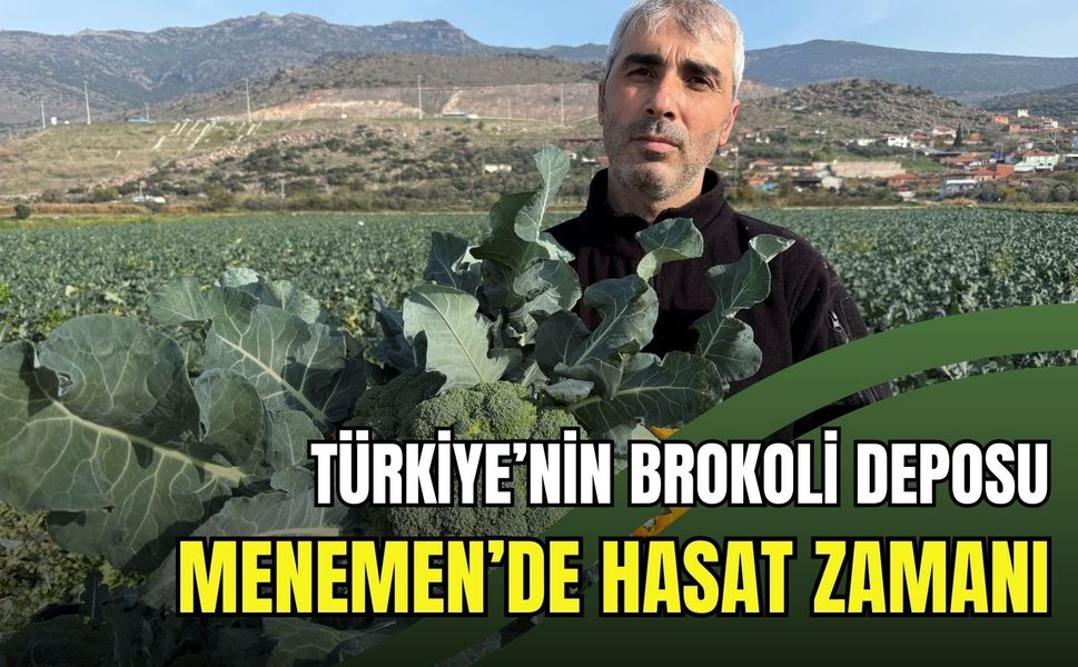 Türkiye’nin brokoli deposu Menemen’de hasat zamanı