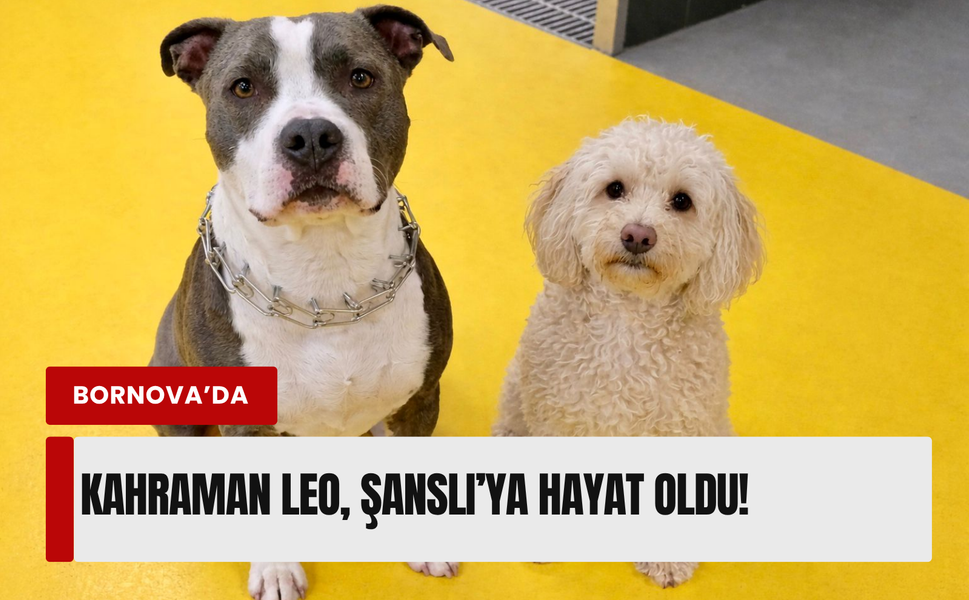 Kahraman Leo, can dostu Şanslı’ya hayat oldu