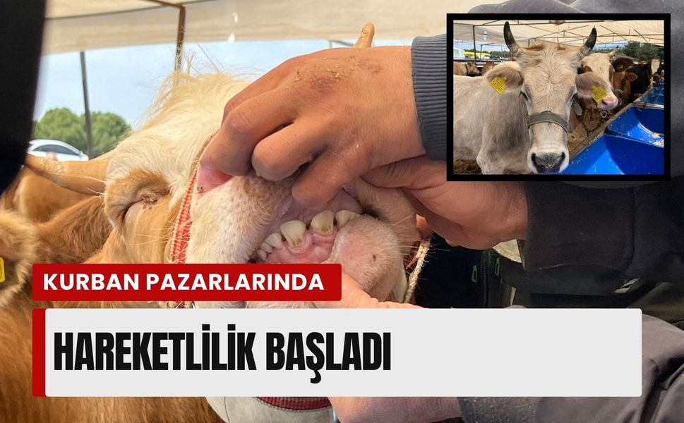 Geri sayım başladı! İzmir’de kurban pazarlarında hareketlilik başladı
