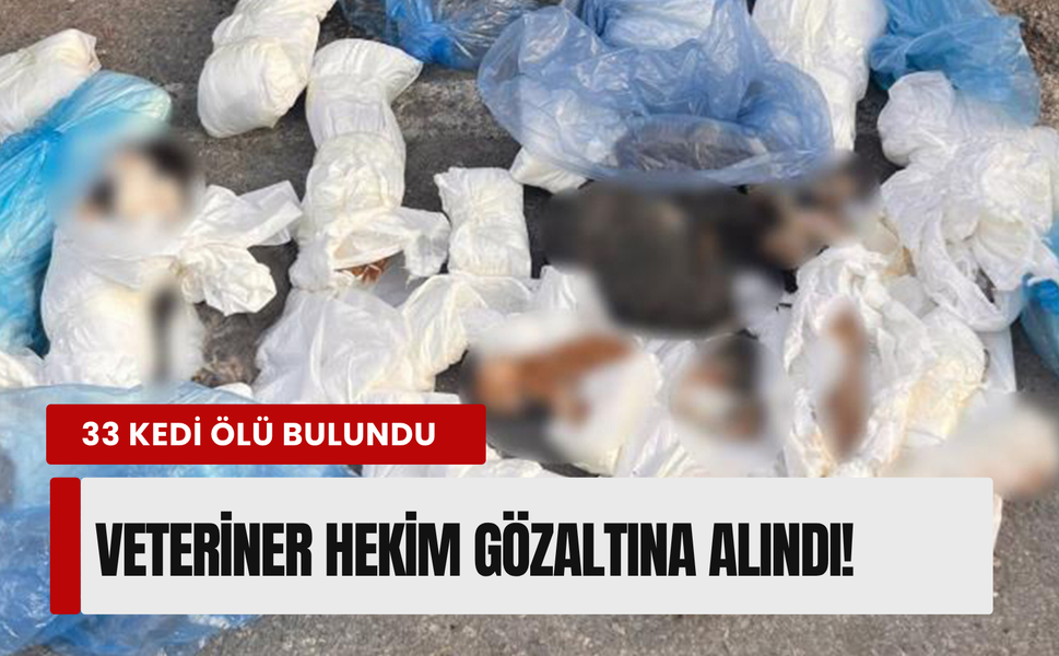 Çöpte 33 ölü kedi bulunmuştu: İzmir'deki kan donduran olayda yeni gelişme!