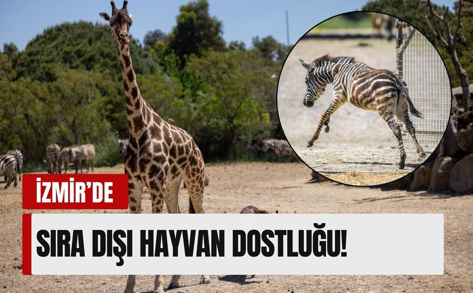 İzmir’de sıra dışı hayvan dostluğu!
