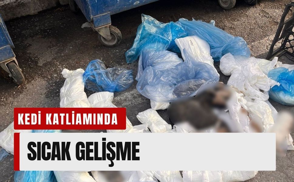 Buca’daki kedi katliamında sıcak gelişme