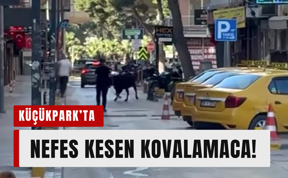 Bornova’da kaçan dana korku dolu anlar yaşattı