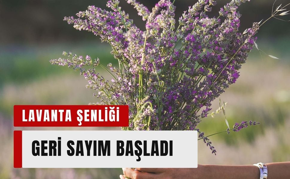 Lavanta Hasat Şenliği için geri sayım başladı