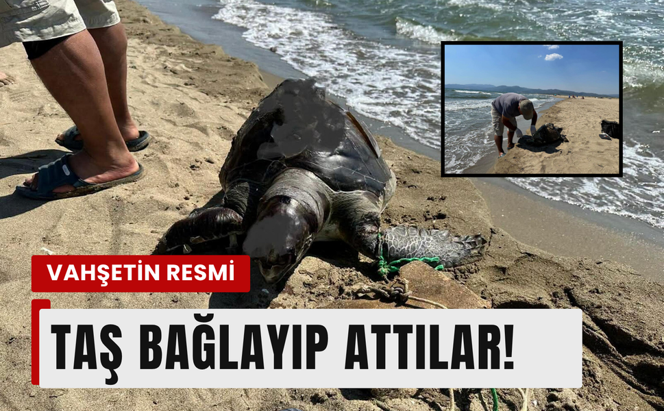 İzmir'de yüzgecine taş bağlanan kaplumbağa kıyıya vurdu!