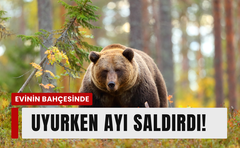 Seferihisar'da evinin bahçesinde ayı saldırısına uğradı!