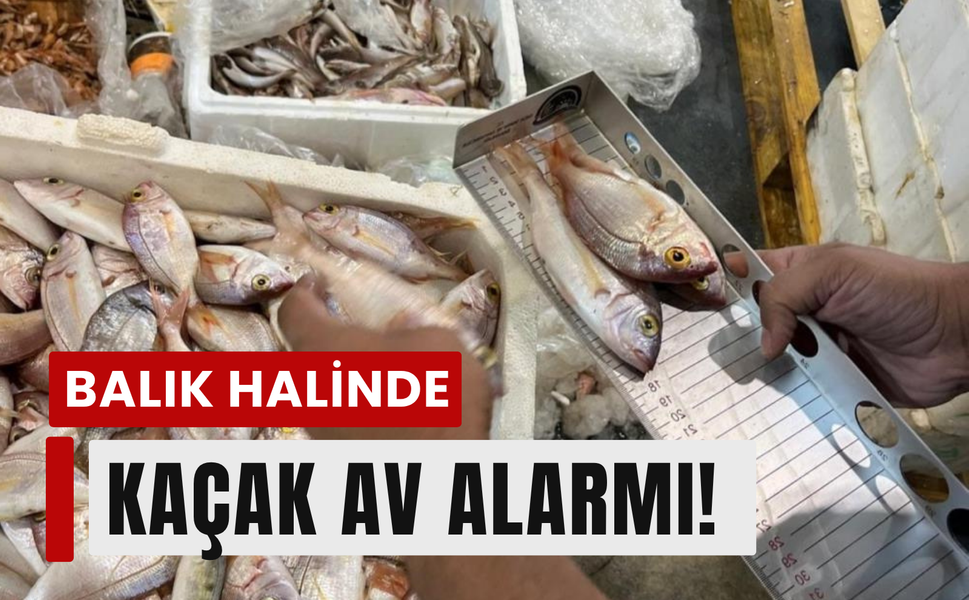 Buca Balık Hali'nde 241 kilogram kaçak su ürünü ele geçirildi!