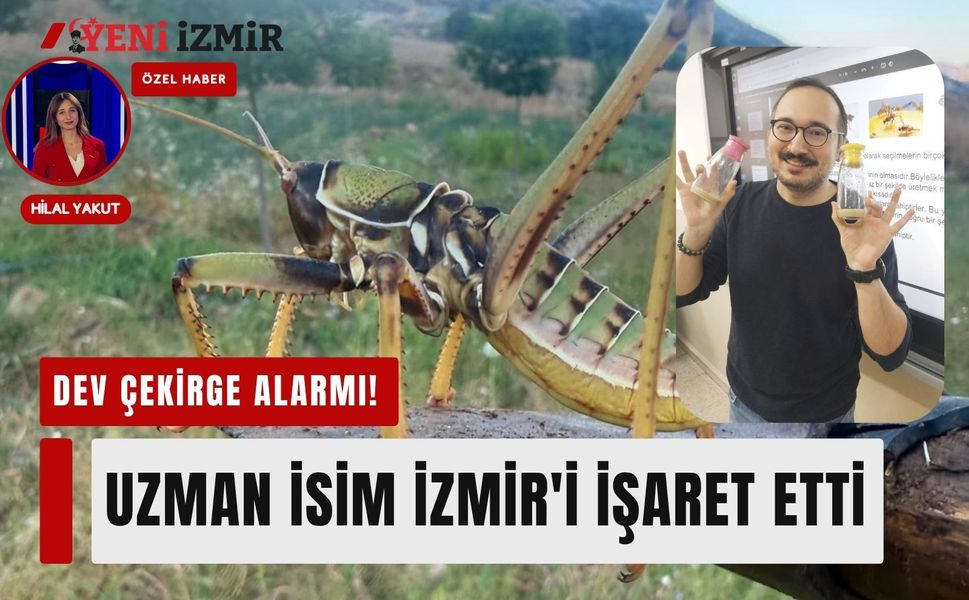 Dev çekirge alarmı! Uzman isim İzmir'i işaret etti