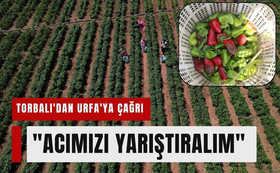 Bu rekabet dil yakacak: Torbalı’dan Urfa’ya acı rest!
